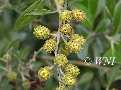 Green Buttonwood (Conocarpus erectus)